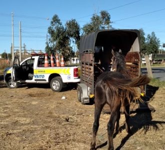 Cavalos recolhidos pelo Município aguardam por adoção responsável