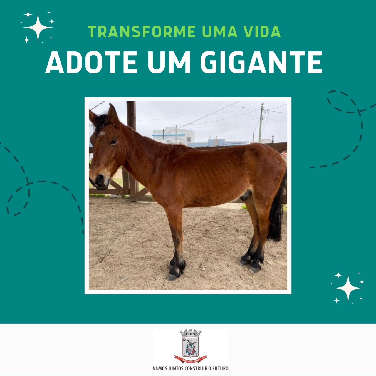 Secretaria da Causa Animal realiza iniciativa para adoção de cavalos