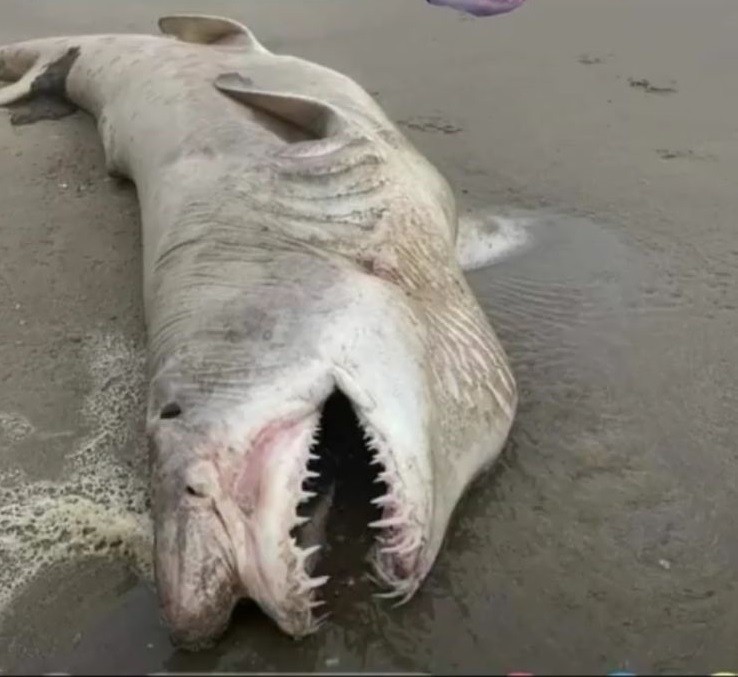 Tubarão mangona é encontrado na costa do Cassino