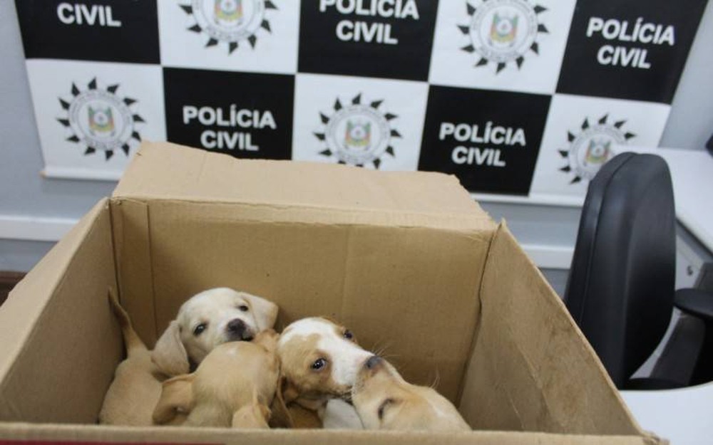 Polícia Civil indicia mãe e filha que jogaram uma cadela e cinco filhotes pela janela do carro, em NH