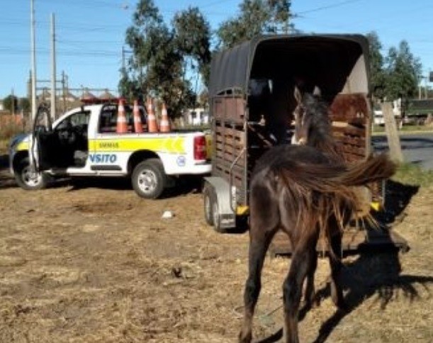 Prefeitura promove operação para recolher cavalos soltos em vias públicas