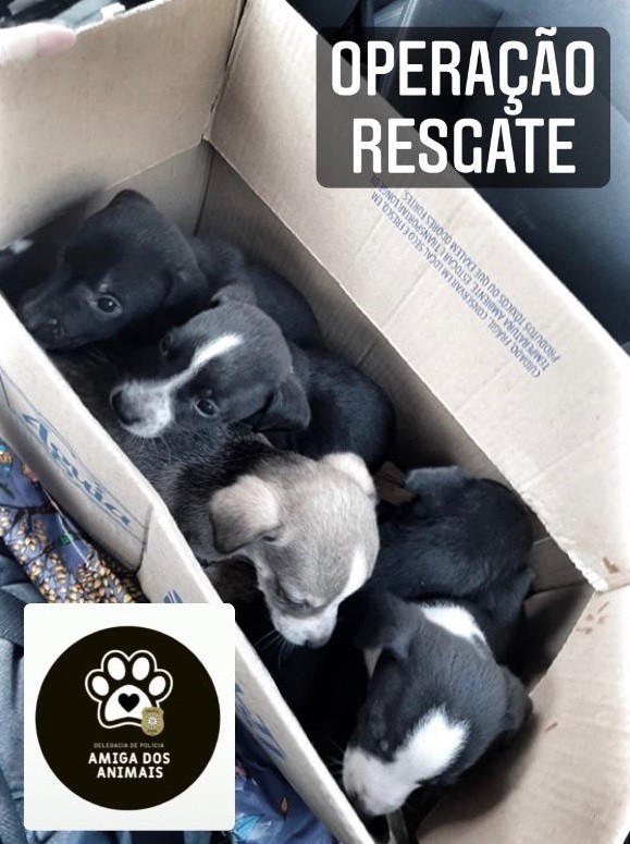 Polícia Civil realizou Operação Resgate para apuração de crime de abandono de cachorros em Rio Grande
