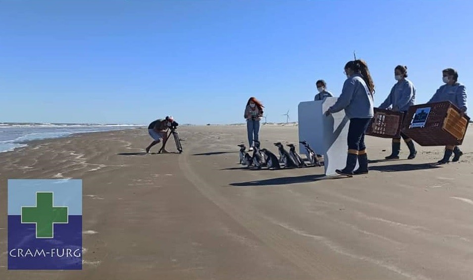 Cram-Furg devolve ao mar oito pinguins-de-magalhães que estavam sendo recuperados