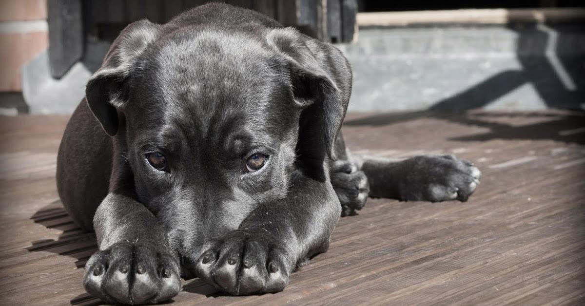 Prefeitura explica como devem ser feitas as denúncias de maus-tratos de animais