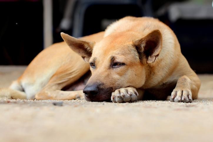 Animais que tenham sido adotados até 30 de setembro deste ano podem solicitar castração na SMCA