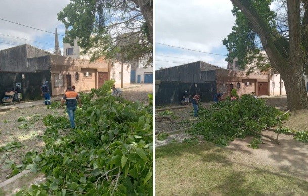 Defesa Civil de Rio Grande realiza poda de árvores na Praça Sete