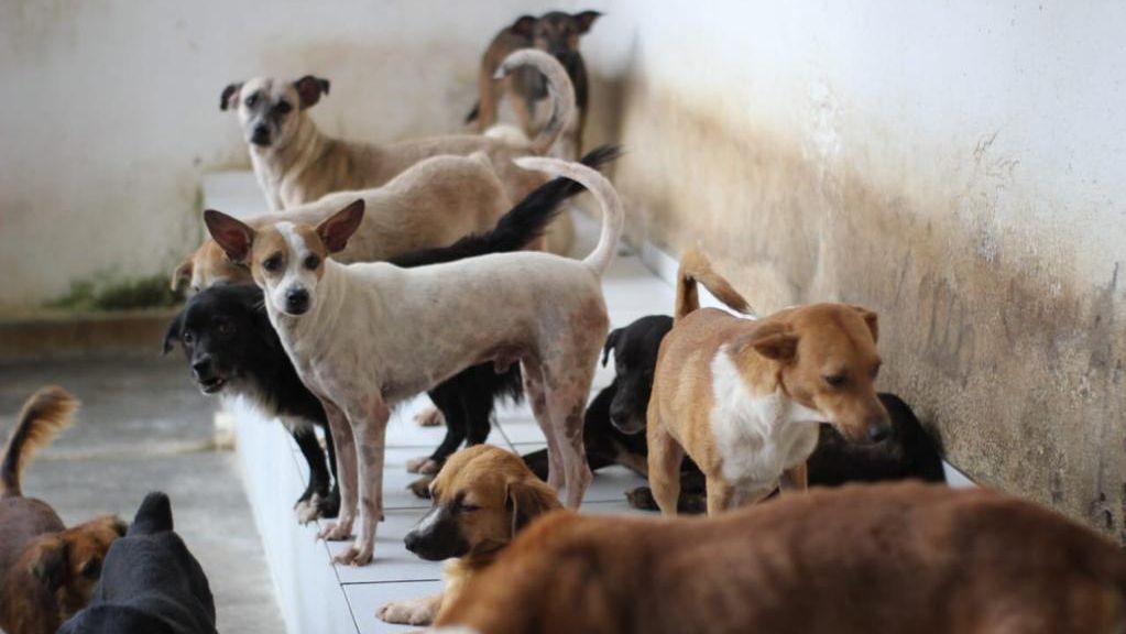 Prefeitura abre edital de licitação para contratar empresa especializada para abrigamento de cães e gatos