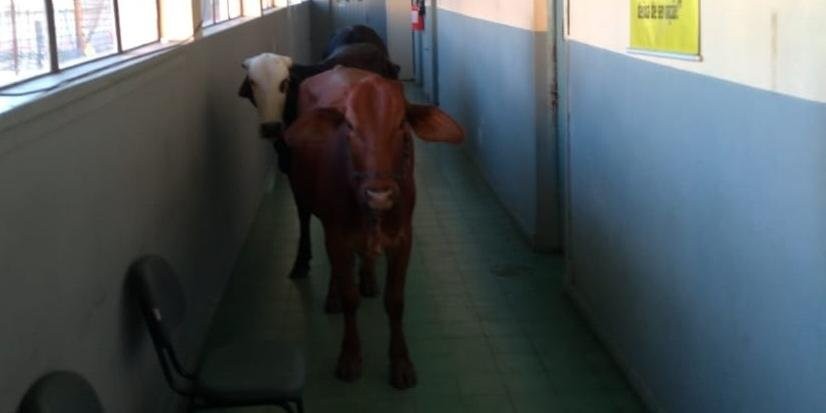 Bois invadem escola estadual localizada na área central de São Leopoldo