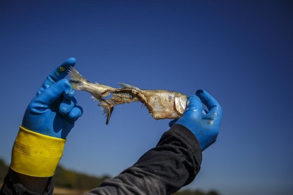 Probabilidade de piranhas-vermelhas prejudicarem a pesca artesanal de Rio Grande e região é baixa
