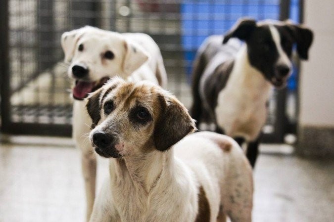 Secretaria da Causa Animal solicita a comunidade lares temporários para animais no período pós-castração