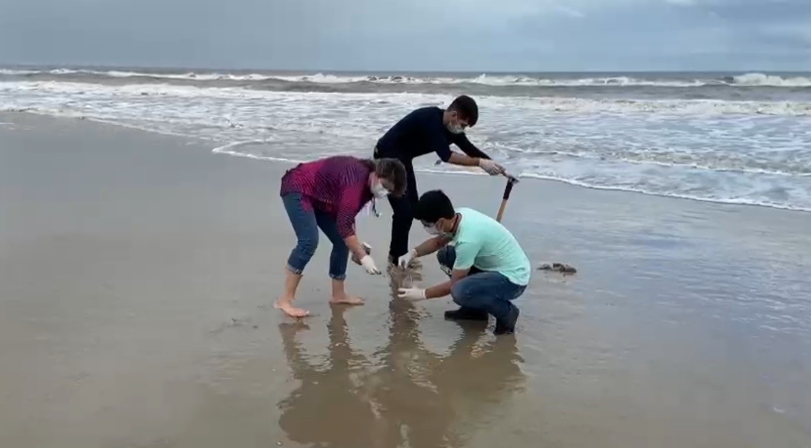 Furg emite nota sobre moluscos mortos encontrados nas praias do Hermenegildo e Barra do Chuí