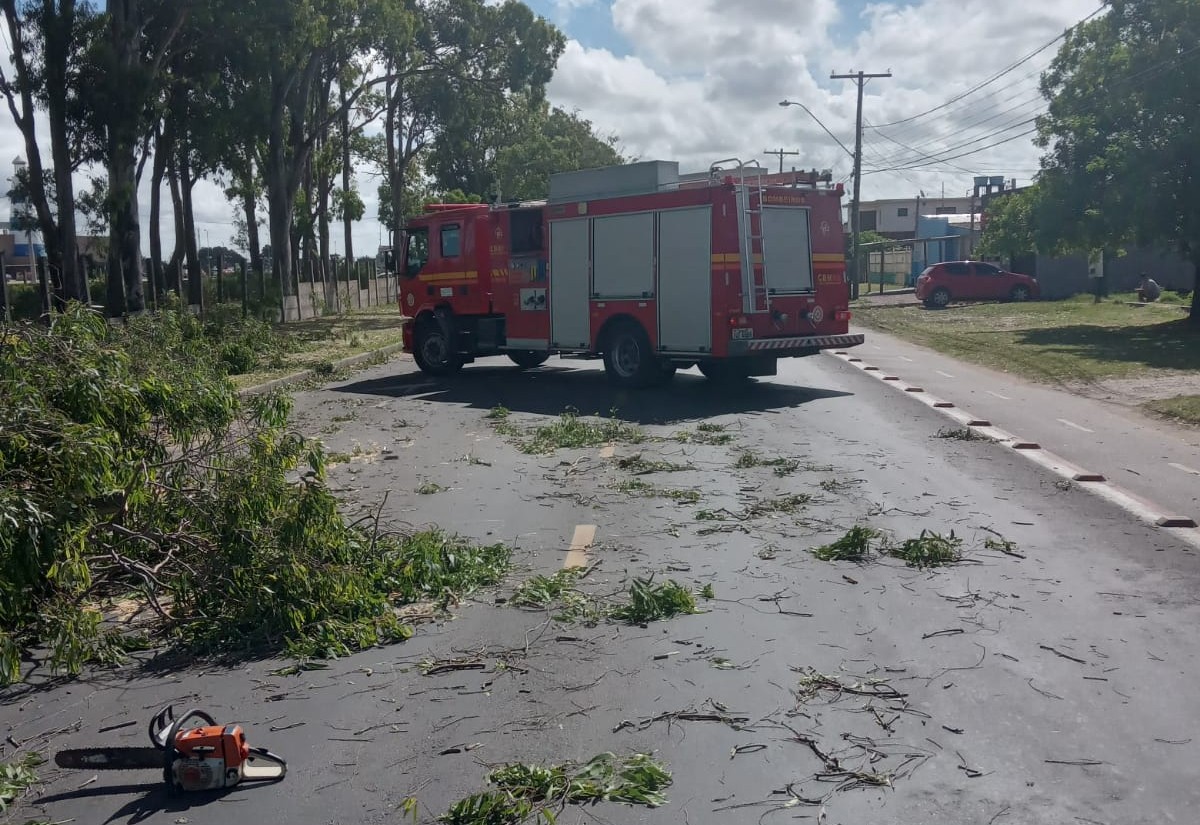 Eucalipto cai e obstrui rua Jockey Clube na tarde desta quinta-feira (9), em Rio Grande