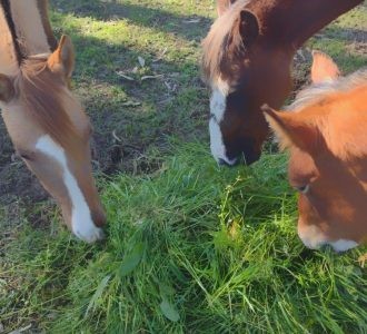 Adoção responsável: Secretaria da Causa Animal busca por tutores de cavalos em Rio Grande