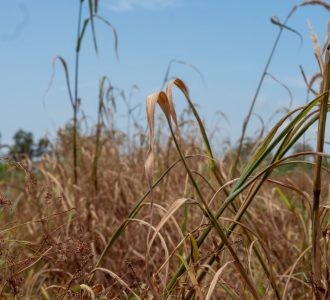 Seca preocupa a produção agrícola de Rio Grande 
