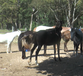 Prefeitura do Rio Grande segue na busca por tutores de cavalos resgatados