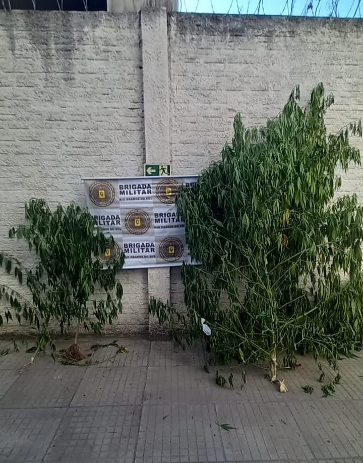 5º Batalhão de Choque apreende dois pés de maconha em Rio Grande