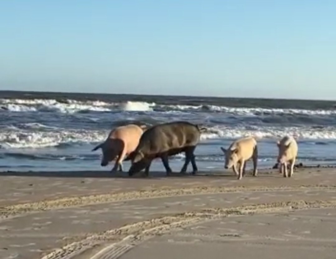 Vídeo: porcos são flagrados passeando na beira da Praia do Cassino