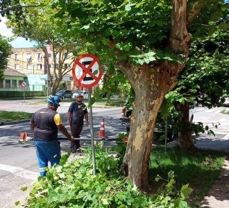 Defesa Civil segue realizando poda de árvores em Rio Grande