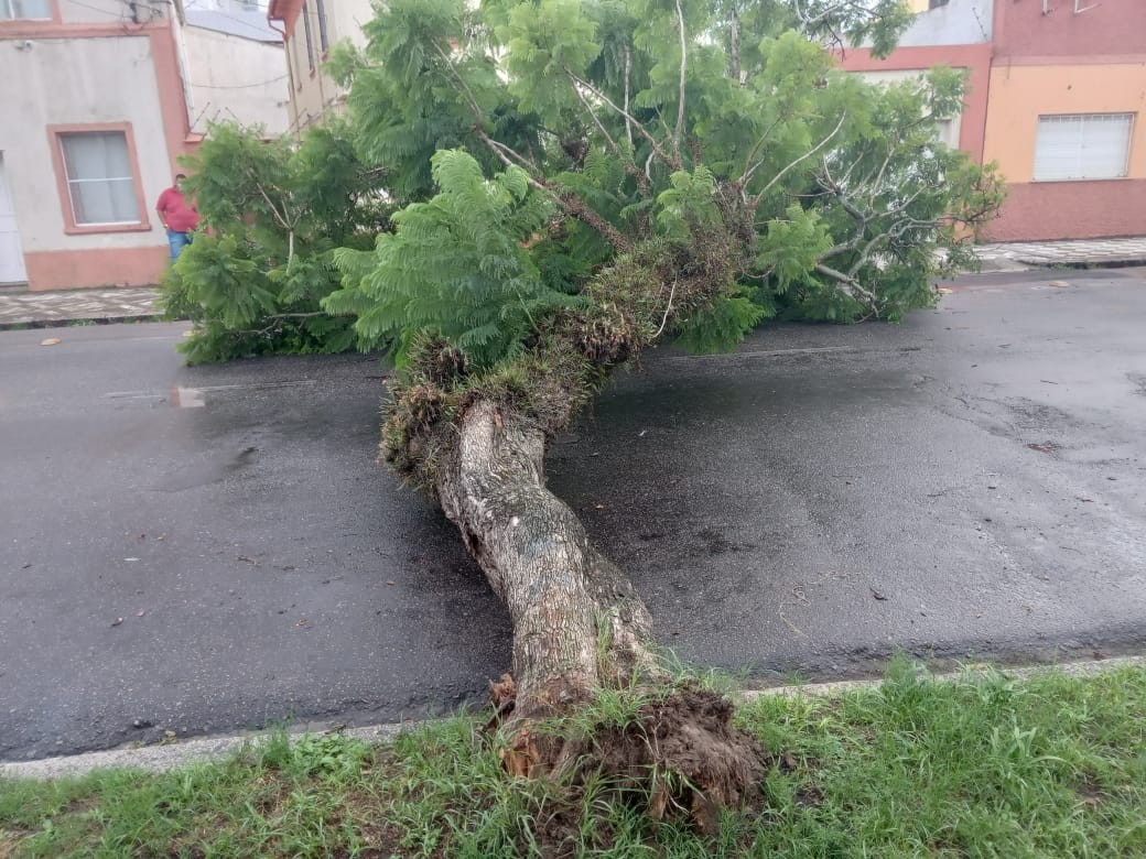 Vento causa queda de árvore em Rio Grande