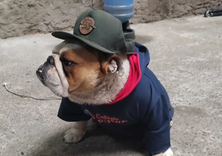 Polícia Civil apreende objeto utilizado na morte do cão Costela