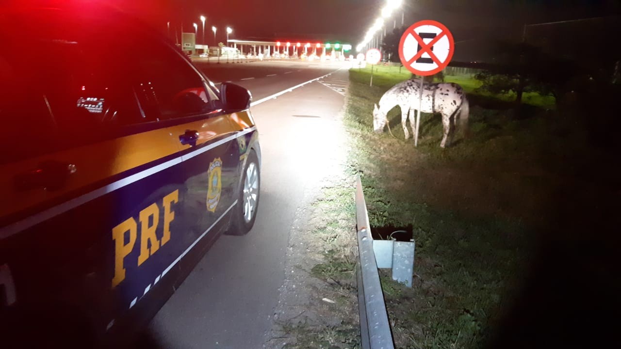 Homem é preso após furtar cavalo em Rio Grande; animal foi recuperado na BR-392 
