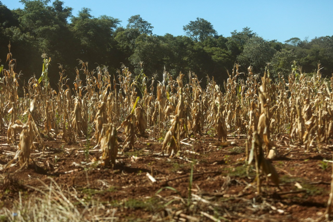 Rio Grande decreta situação de emergência por causa da estiagem