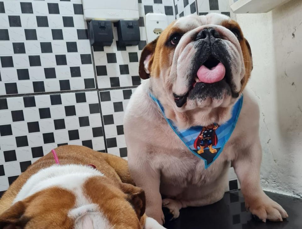 'Já identificamos o criminoso e vamos resolver no melhor prazo possível', disse o delegado responsável por apurar a morte do cachorro Costela
