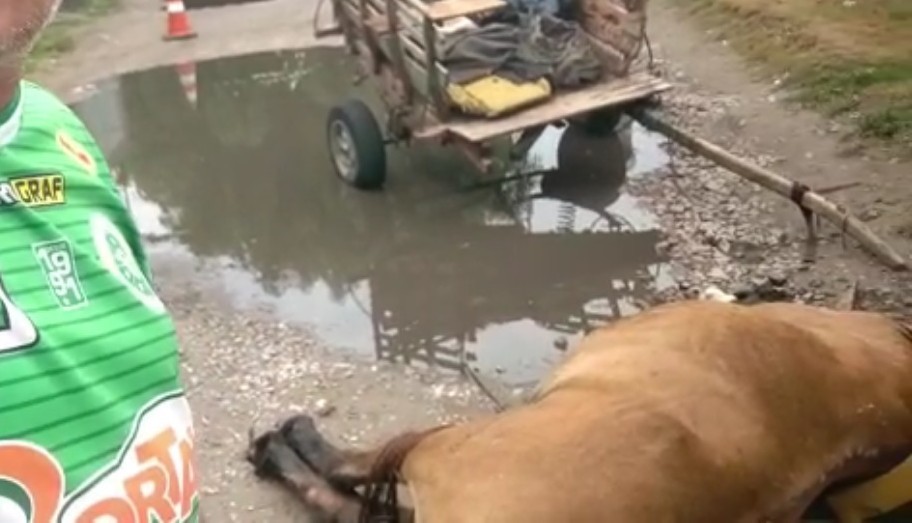 Cavalo morre eletrocutado após passar por poça dágua com fios desencapados no fundo da Roberto Socoowski, em Rio Grande