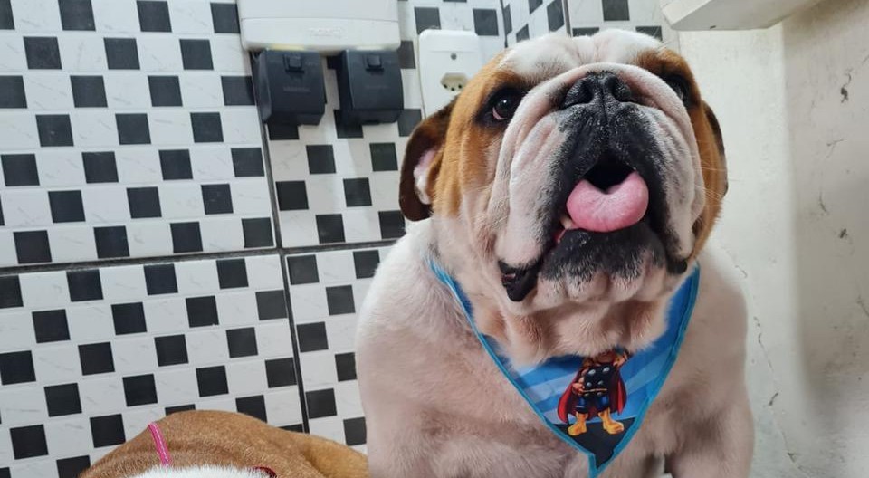 EXCLUSIVO:  Juíz nega o pedido de prisão do responsável por matar o cão 'Costela' em Rio Grande