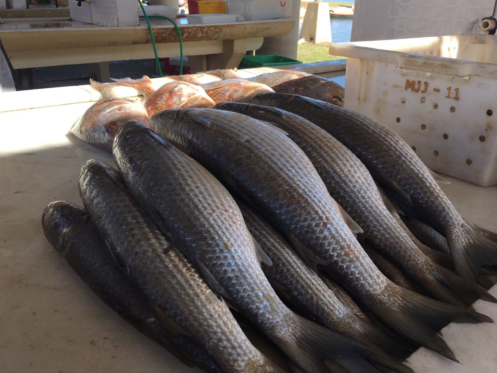 Prazo de inscrições para comércio na Feira do Peixe da Semana Santa termina no dia 8 de abril