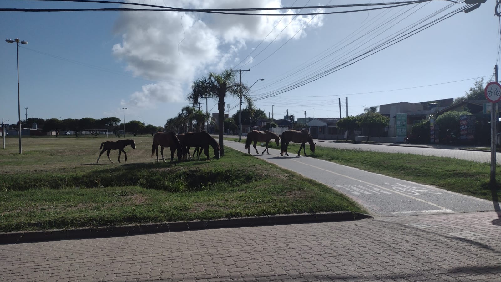Secretarias intensificam ações para apreender e resgatar cavalos soltos nas vias de Rio Grande