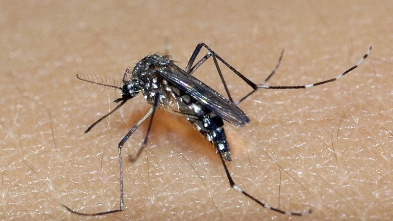 Saúde confirma mais quatro mortes por dengue no RS