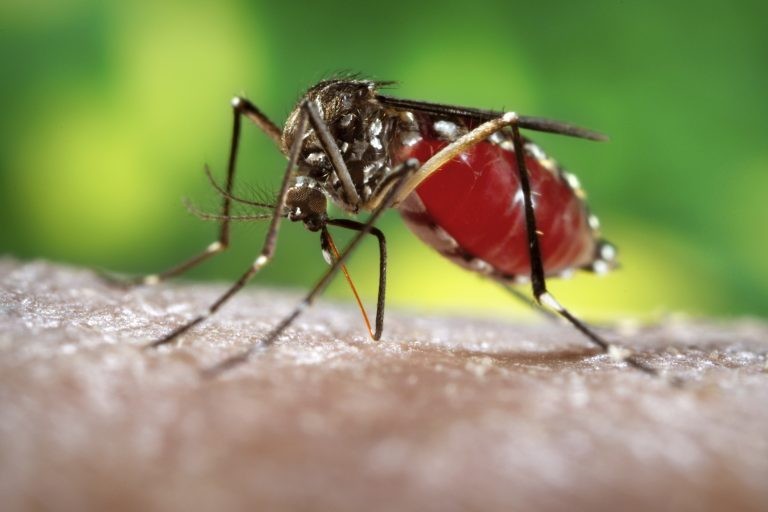 Rio Grande chega a quase 50 focos do mosquito transmissor da Dengue
