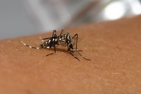 Rio Grande ultrapassa a marca de 60 focos do mosquito transmissor da Dengue 
