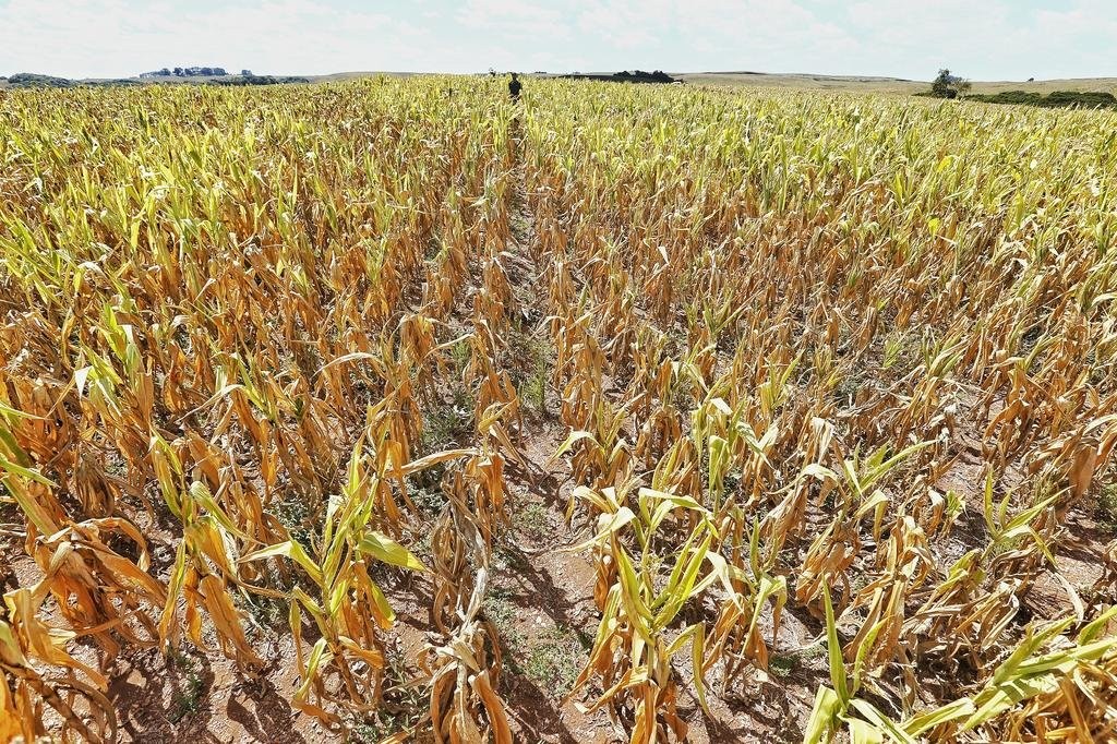 Governo do RS lança auxílio emergencial para produtores rurais afetados pela estiagem