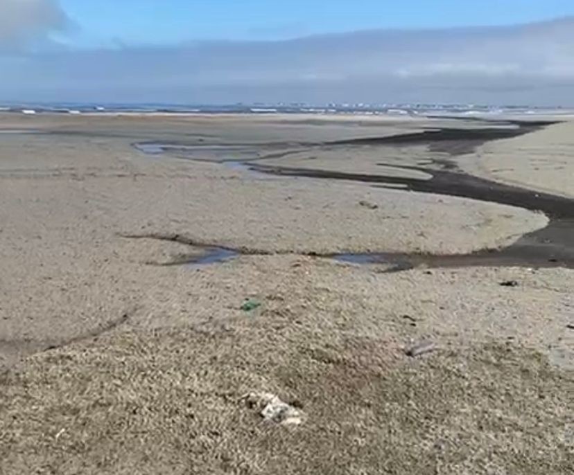 VÍDEO E FOTOS: organismos estranhos aparecem em grande quantidade na orla da Praia do Cassino