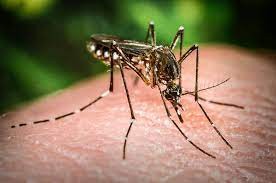 Com mais 8 mortes por dengue, RS chega a 53 vítimas fatais pela doença