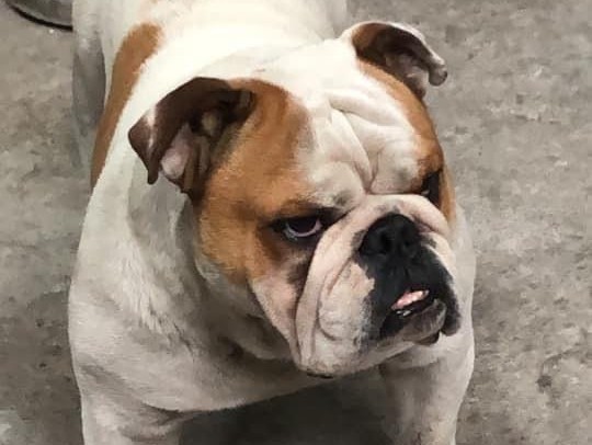 Acusado de matar o cão Costela está foragido, diz Polícia Civil