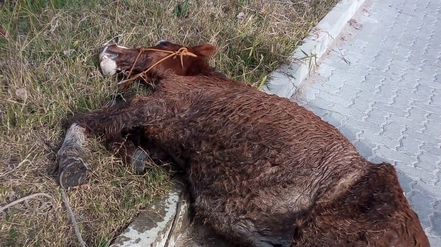 Trabalho forçado faz cavalo entrar em estado de exaustão em Rio Grande
