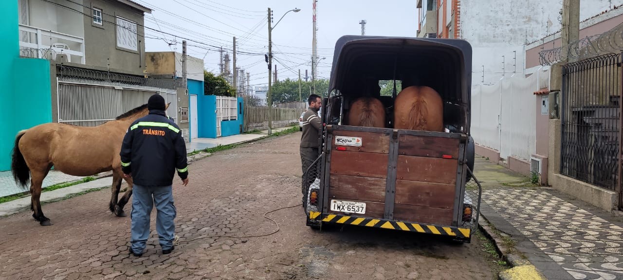 Três cavalos soltos são apreendidos próximo ao bairro Lar Gaúcho em Rio Grande 