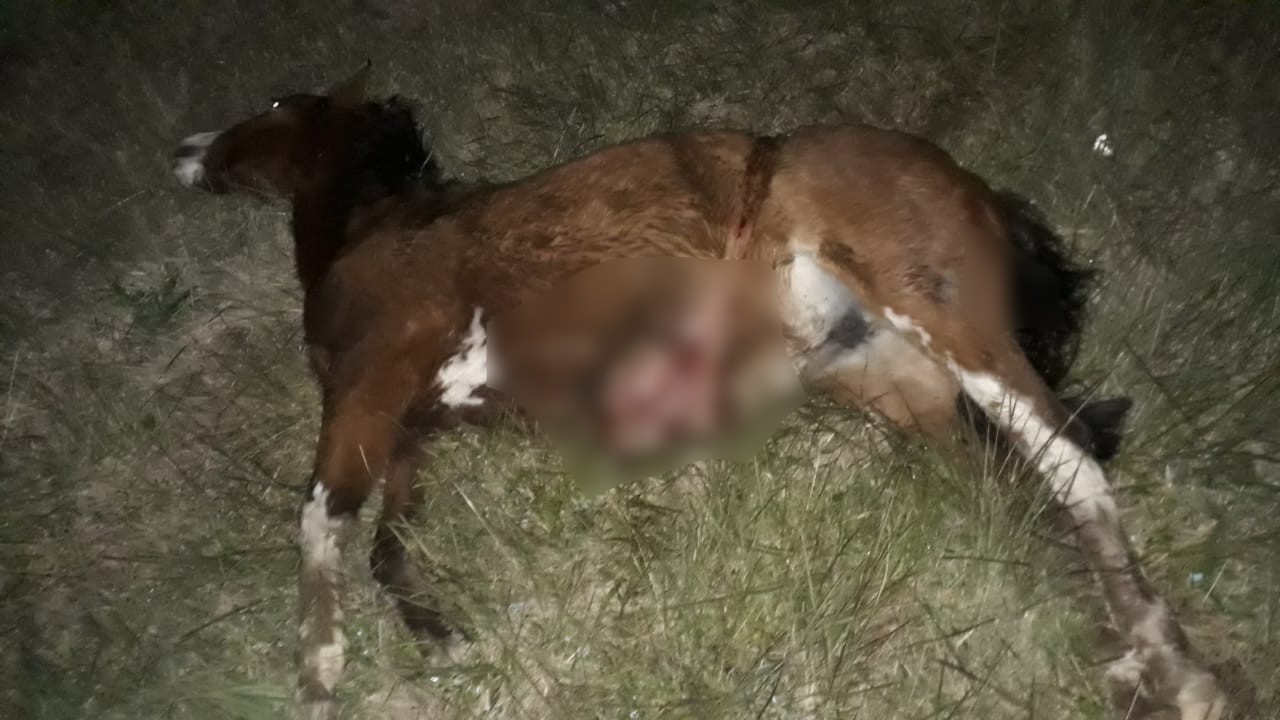 Cavalo morre em acidente na ERS-734, no Parque São Pedro