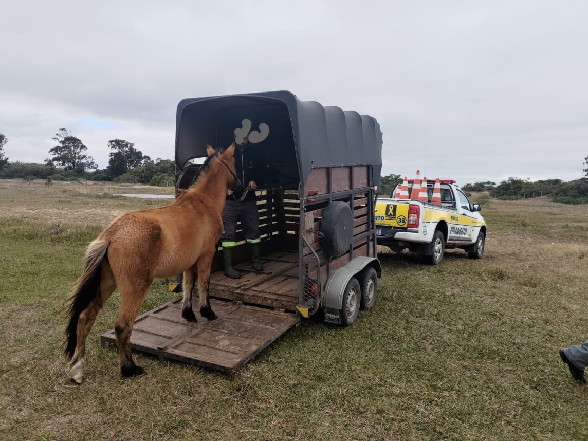 Camping Municipal esgota espaço para abrigar cavalos