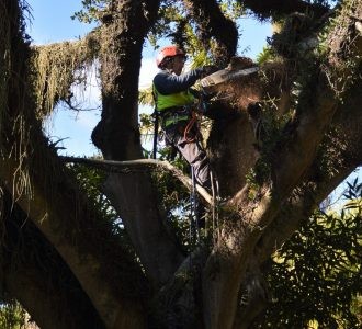 Equipes combatem erva-de-passarinho na Praça Tamandaré, em Rio Grande