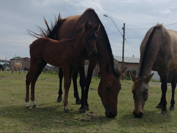 Causa Animal está à procura de tutores de cavalos em Rio Grande 