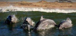 Boto da Lagoa dos Patos é declarado Patrimônio Cultural Natural de Rio Grande