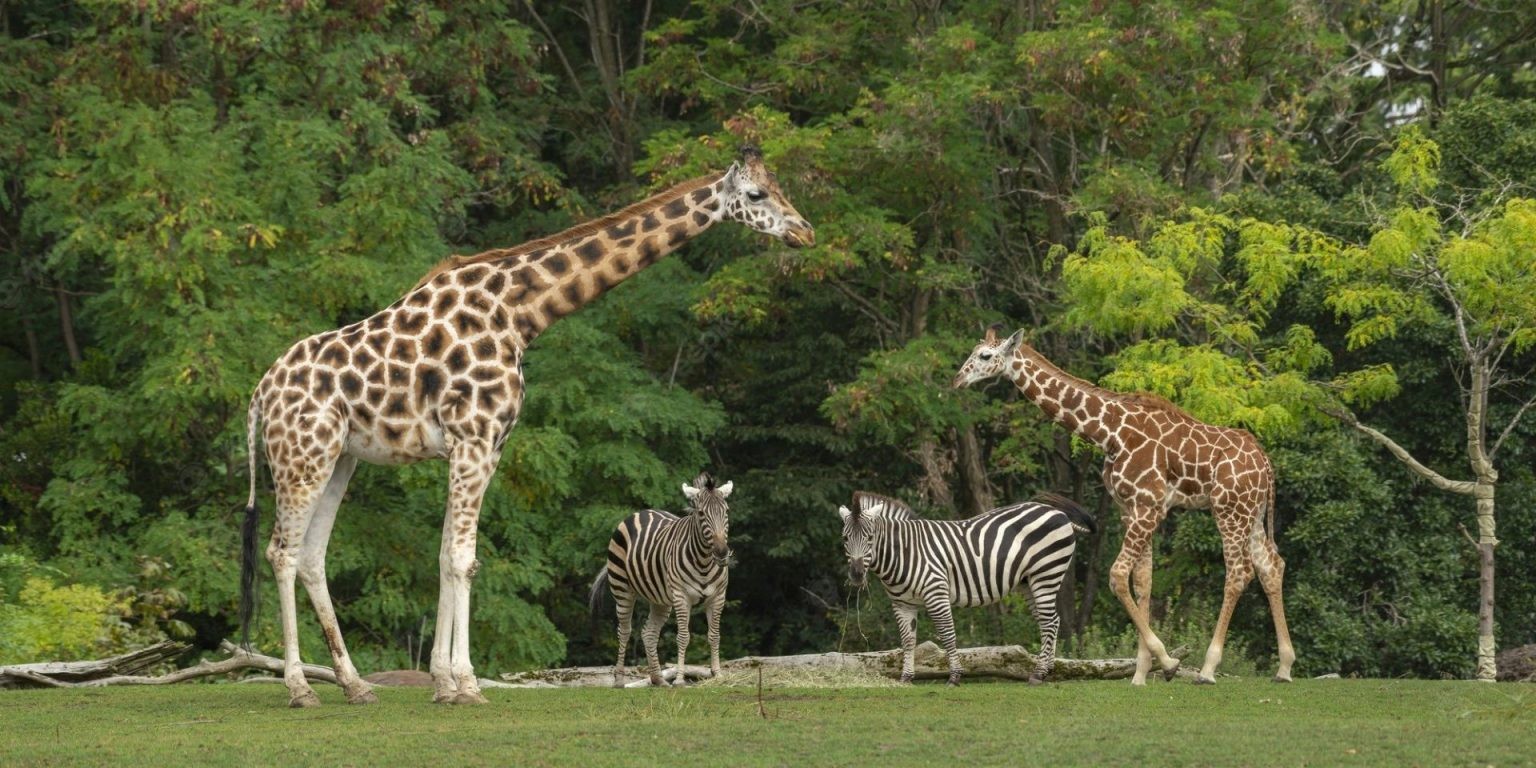 Projeto de lei propõe o fim dos zoológicos no RS