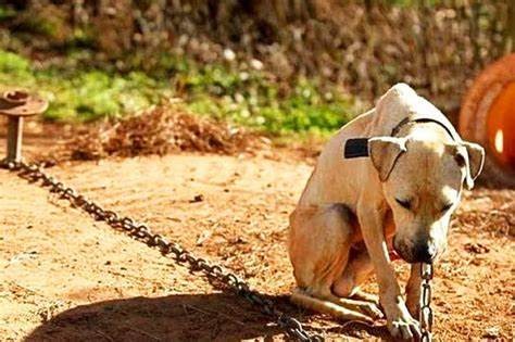 Lei que proíbe a contratação de condenados por maus tratos a animais no Executivo e Legislativo municipal é assinada pelo prefeito