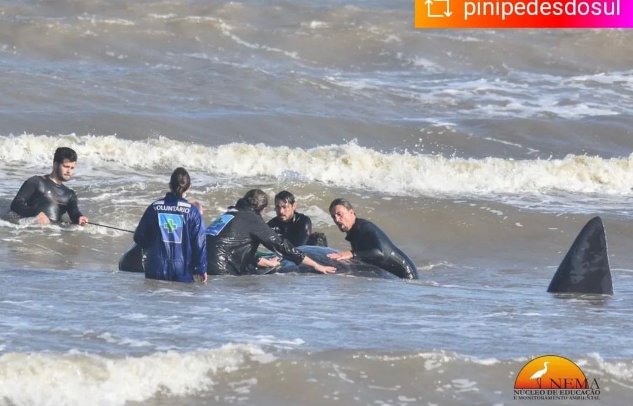 Baleia-cachalote encalha na Praia do Cassino após sofrer ferimento por material de pesca
