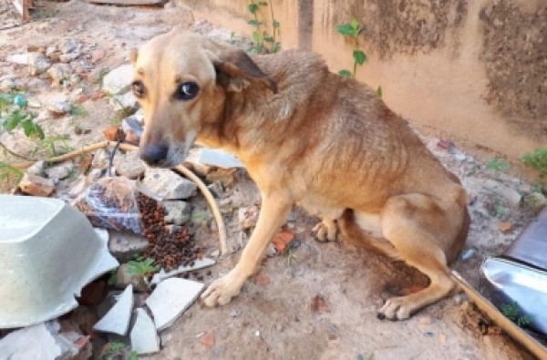 Ação da Polícia Civil e Secretaria da Causa animal resulta no resgate de ao menos oito animais