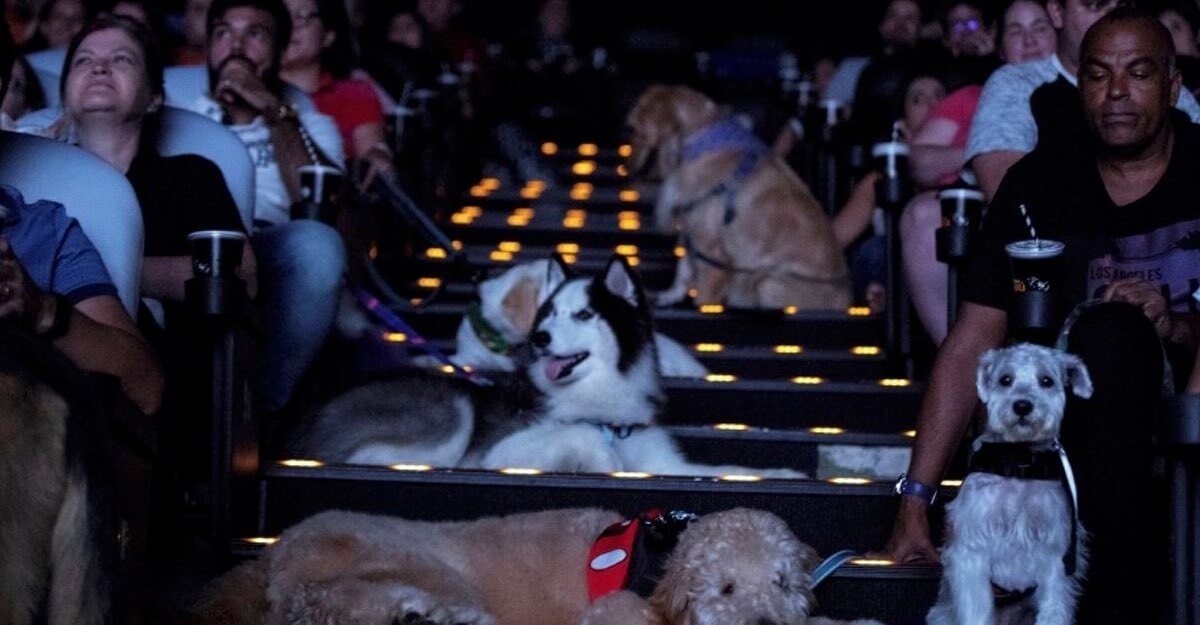 Shopping de Rio Grande promoverá sessão de cinema para pets